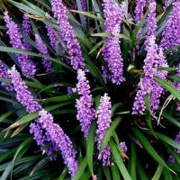 Liriope Ground Cover | Fort Worth, TX