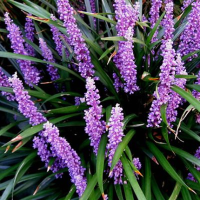 Liriope Ground Cover | Fort Worth, TX