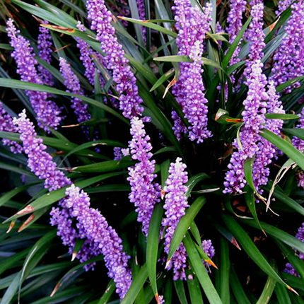 Liriope Ground Cover | Fort Worth, TX - Premier Nursery - Plant Nursery