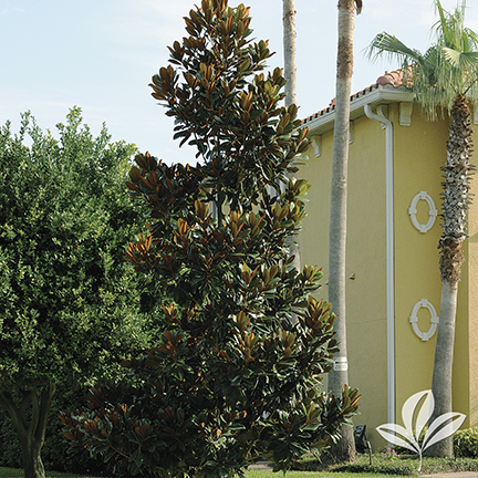 D.D. Blanchard Southern Magnolia Tree