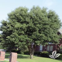Live Oak Trees Fort Worth