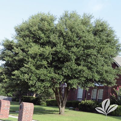 Live Oak Trees Fort Worth