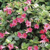 Mandevilla
