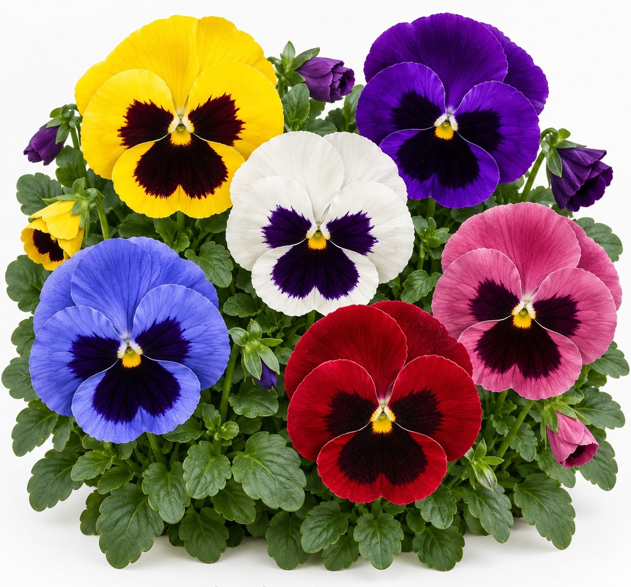 Pansies - Euless and Benbrook