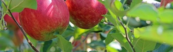 Fruit Trees