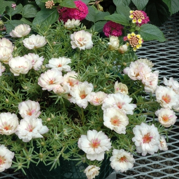 Moss Rose at Premier Nursery in Fort Worth Texas