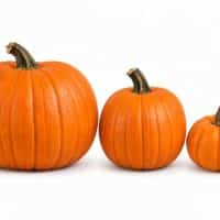 Standard/Jack-O'-Lantern Pumpkins