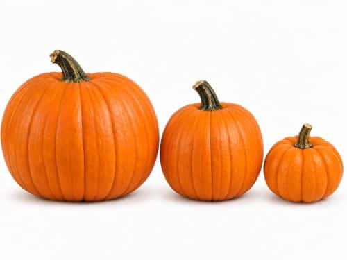 Standard/Jack-O'-Lantern Pumpkins