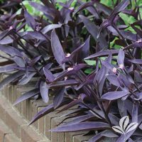 Purple Heart Jew