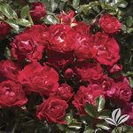Red Drift Rose at Premier Nursery