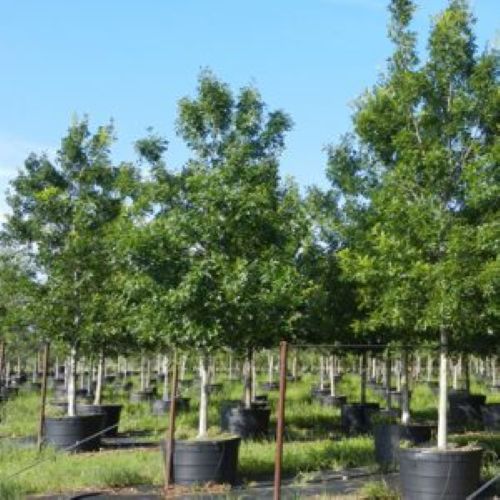 Red Oak Trees in Fort Worth