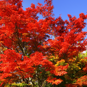 Red Maple