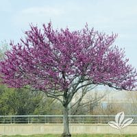 Redbud trees at premier nursery