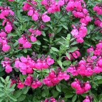 Autumn Sage
