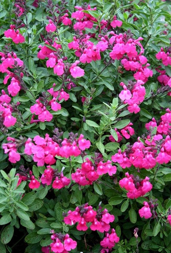 Autumn Sage
