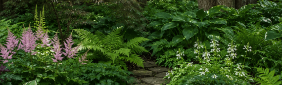 Find the Best Shade-Loving Plants at Fort Worth’s Top Nursery.