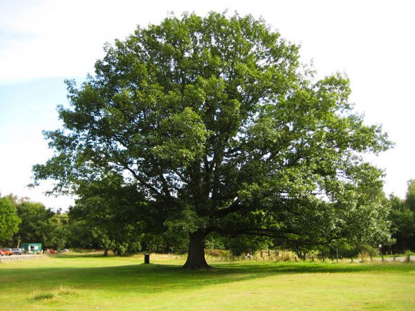 red oak tree north texas