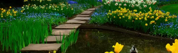 Planning Your Spring Garden in North Texas: A Practical Guide