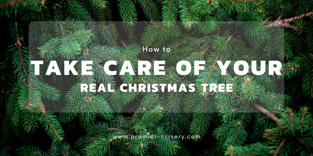 How to Take Care of Your Real Christmas Tree Premier Nursery Plant