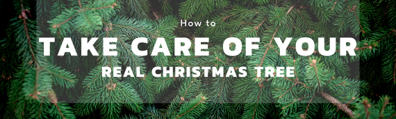 How to Take Care of Your Real Christmas Tree