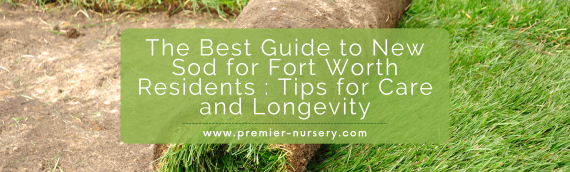 The Best Guide to New Sod for Fort Worth Residents : Tips for Care and Longevity