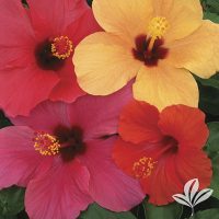 Trade Wind Hibiscus