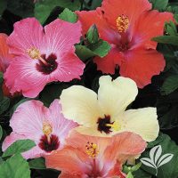 Tropical Hibiscus