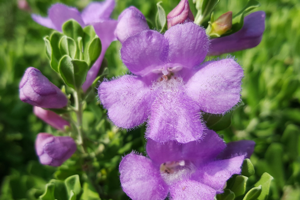 Texas Sage