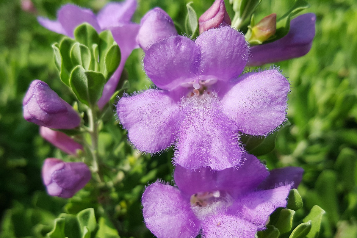 Beat the Heat with Texas Sage Premier Nursery Plant Nursery