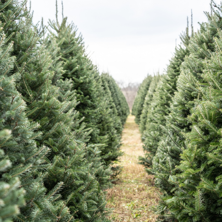 How to Take Care of Your Real Christmas Tree Premier Nursery Plant