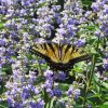 Vitex in Fort Worth - Image 2