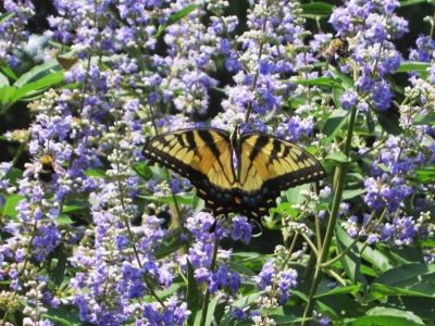 Vitex in Fort Worth - Image 2