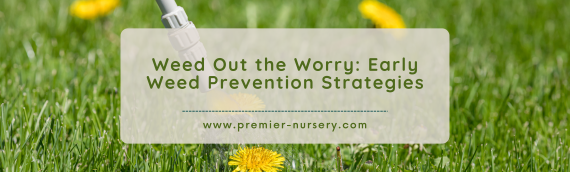 Weed Out the Worry: Early Weed Prevention Strategies