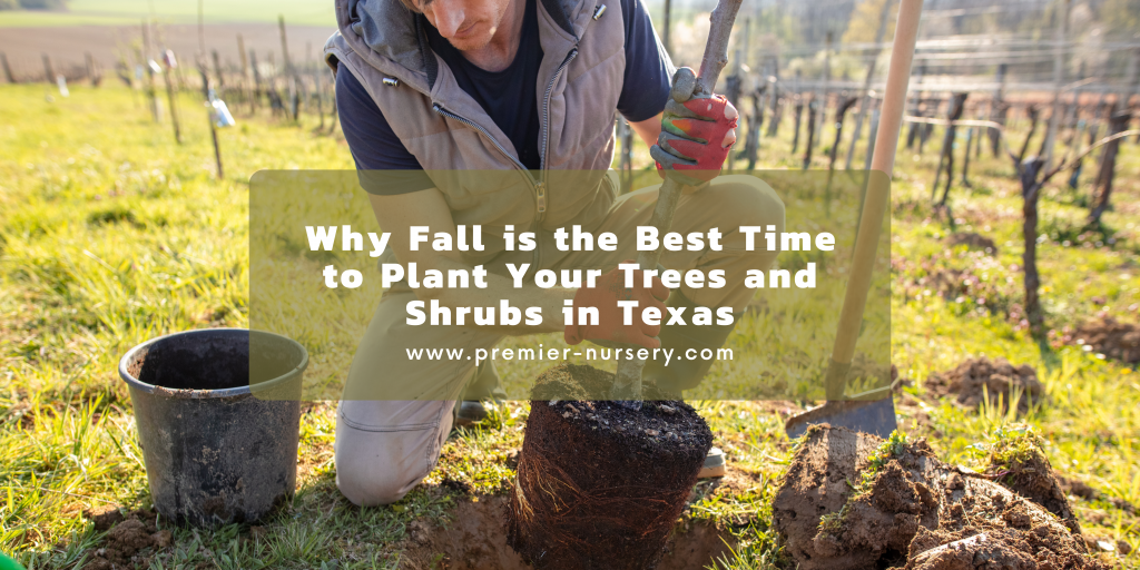 Why Fall is the Best Time to Plant Your Trees and Shrubs in Texas