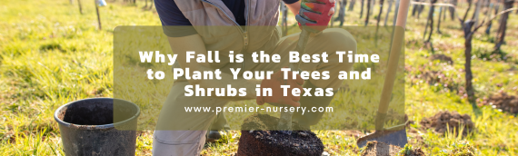 Why Fall is the Best Time to Plant Your Trees and Shrubs in Texas
