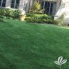 Zoysia Grass Sod Pallet
