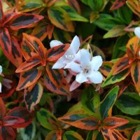 Abelia - 3 Gal. Pots - Fort Worth Landscape Shrubs