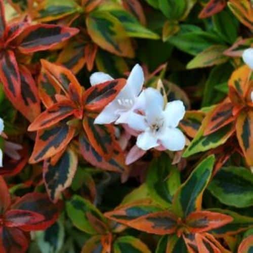 Abelia - 3 Gal. Pots - Fort Worth Landscape Shrubs