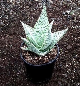 aloe delta