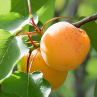 Apricot Trees