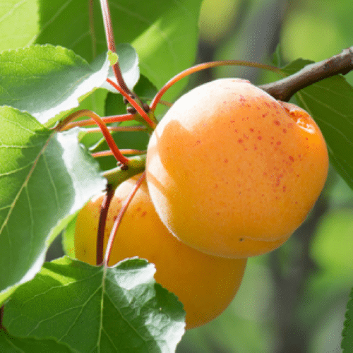 Apricot Trees