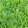Raleigh St. Augustine Grass Pallets - Image 2