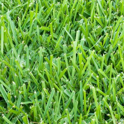 Raleigh St. Augustine Grass Pallets - Image 2