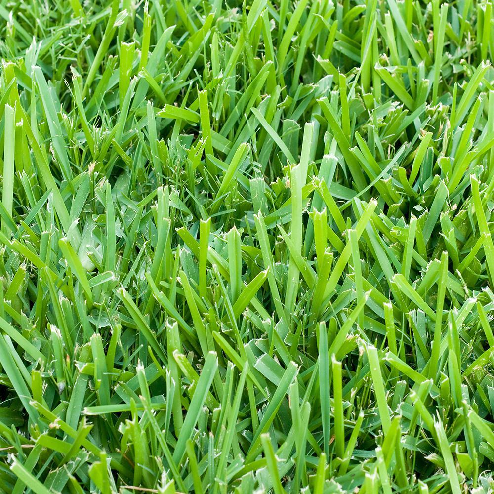 Raleigh St Augustine Grass Sod Pallet Premier Nursery