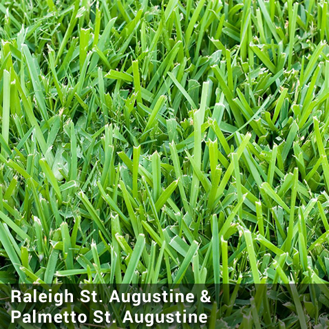 St. Augustine Sod Grass