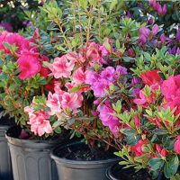 Encore Azalea - 3 Gallon