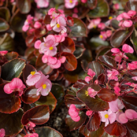 Begonias in Fort Worth