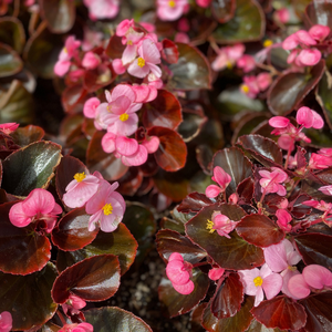 Begonias at Premier Nursery in Fort Worth Texas