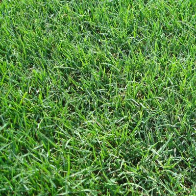 Bermuda Grass Sod Pallet - Image 2