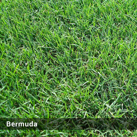 Bermuda